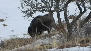 MONSTER WİLD BOAR HUNT3| CHASSE AU SANGLİER|  ERZURUM AZILI DOMUZ AVI 3