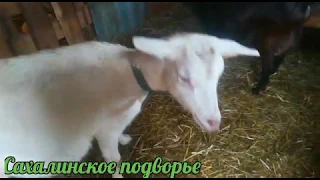Реанимация козленка //сложные роды козы