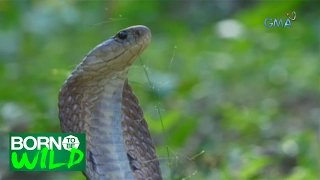 Born to be Wild: First look at the Spitting Cobra