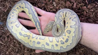 Beautiful Ball Python Morphs You Can Buy For Under 1,000$