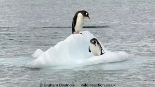 Playful penguins on an iceberg