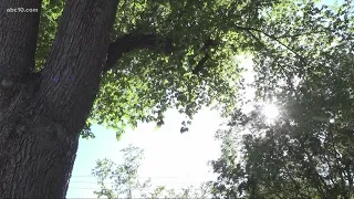 Sacramento Elm Trees in danger because of 'Dutch Elm Disease'