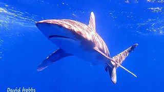 Oceanic White Tip Sharks in the Bahamas at Cat Island 17th May 2023