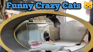 Funny Cats- The Craziest, Funniest - Cat Video। #shorts #cats