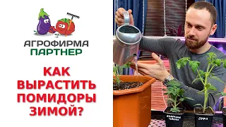 КАК ВЫРАСТИТЬ ПОМИДОРЫ ЗИМОЙ?