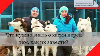 Сибирские хаски: что нужно знать о них перед тем, как завести эту породу собак?