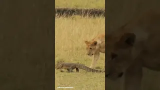 comodo dragon vs lion fight