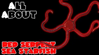 All about The Red Serpent Sea Starfish