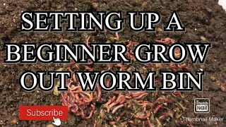 How to set up a beginner red wiggler grow out bin.