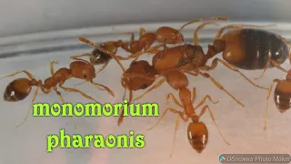 Monomorium pharaonis. Муравьи-вредители. Энциклопедия.