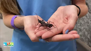 Animal Encounters: Vinegaroon