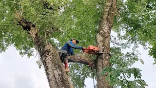 It's crazy... felling of a branching trembesi tree, Stihl ms 881.