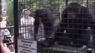 Шимпанзе отжигает по взрослому  Смешное видео Прикол