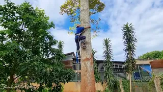 Vua Khỉ Cưa Cây Dầu Siêu Cao. Saw a tall Dipterocarpus alatus tree