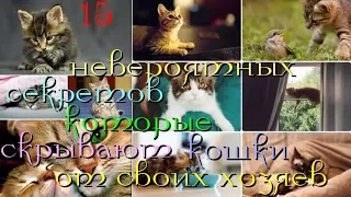 15 невероятных секретов, которые скрывают кошки от своих хозяев