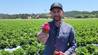 Strawberry field with Aqua-Yield nanoliquid technology