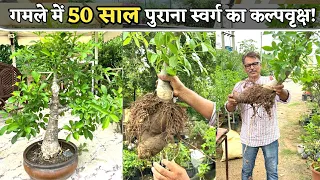 गमले में 50 साल पुराना स्वर्ग का कल्पवृक्ष! | Bonsai Tree | Rare Baobab Tree Kalpvriksh