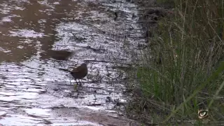 Eastern Bristlebird