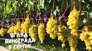 Стиглий виноград в серпні.