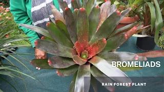 Bromeliads - (Bromeliaceae) Understanding Bromeliads. Easy Tips and Caring for your Bromeliad Plant.