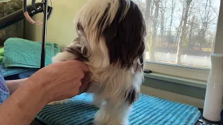 Daily comb-out on 9 month old Havanese Puppy