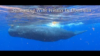 Swimming With Whales In Dominica