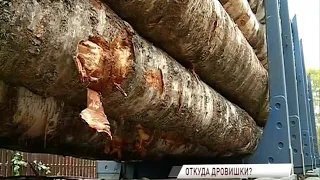 В Ярославле ловят «черных лесорубов», проверяя фуры с древесиной