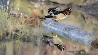 Wood Duck/Canada Geese/Relaxing Nature