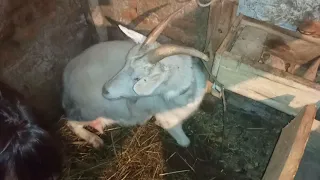 молоко новой козы, котна)))