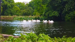 Pond Life Relaxation In London | Wildlife, Nature & Water Sounds ASMR