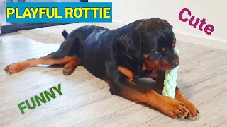 Playful Rottweiler