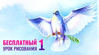 🕊️ Как нарисовать голубя ❤️ Бесплатный урок рисования. Часть 1. Голубь мира