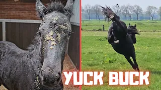 Yuck how gross... a buck, so happy to be back in the pasture! | Friesian Horses