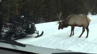 My Elk Encounter Yellowstone National Park