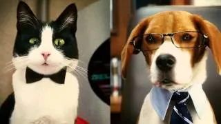 ✔ Cats & Dogs  Die Rache der Kitty Kahlohr - Deutscher Trailer  ✔Subscribe DeutscherFilmTrailer