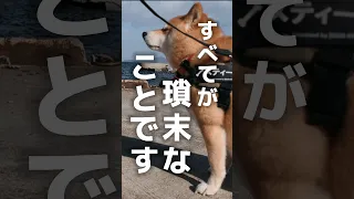 悟りを開く柴犬とコーギー