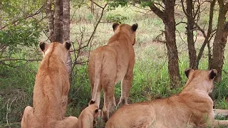 Lion Cub Plays With Mom's Tail While She's Working