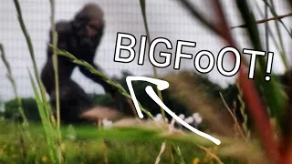 Bigfoot sighting!