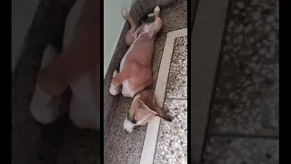 Street dog Pluto sleeping style | adopt street dogs | #shorts