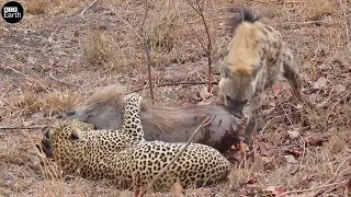 Leopard vs Hyena Attack and Eat Warthog Alive - Animal Fighting | ATP Earth