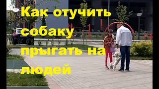 собака прыгает на людей что делать