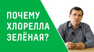 ПОЧЕМУ ХЛОРЕЛЛА ЗЕЛЕНАЯ?