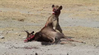 Hyena eats wildebeest alive in NgoroNgoro crater.