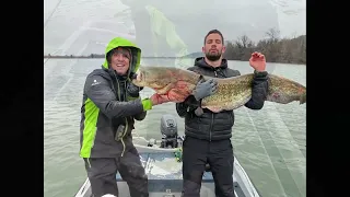 Les Silures sont très actifs en Hiver !!!