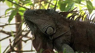 AGUAS TRANQUILAS  - Documental Naturaleza HD 1080p - Grandes Documentales