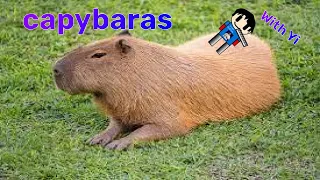 Capybara (made w/ Yi)