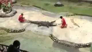 Crocodile ate man in zoo