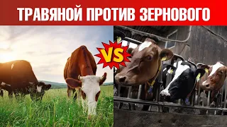 Говядина травяного откорма vs говядина зернового откорма👌
