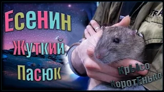 Усатые Звезды | Есенин - ЖУТКИЙ пасюк! (Wild Rats | Дикие Крысы)