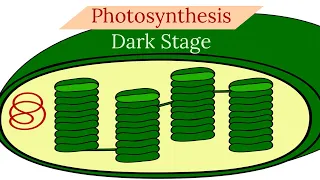Photosynthesis-Dark Stage- Summary Part 2-Leaving Cert Biology